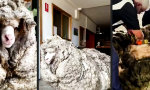 Bob Marley´s sheepy unkle