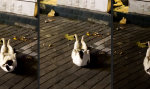 Die Entstehung eines Muskelkaters