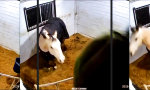 Lustiges Video : Stall-Jordan