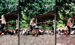 Lustiges Video : Hat den Futterdreh raus