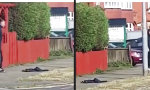Lustiges Video : Der Strauch hat’s in sich