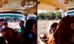 Lustiges Video - Große Kuschelmieze