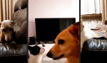 Feline Dominanz