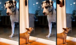 Funny Video : Großes Maul hinter Glas