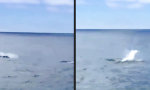 Lustiges Video - Mit jedem Bauchklatscher lernt man dazu