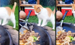 Kleine Grillbeilage