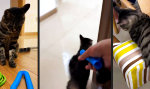 Fifty Shades of Miau