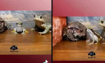 Funny Video : Schnell ist falsch
