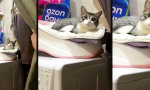 Katzenwäsche mit Schleudertrauma