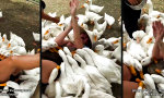 Lustiges Video - Gänsetherapie ohne Kassenzulassung