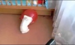 Funny Video : Wo sich Hase und Ballon gute Nacht sagen
