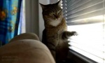 Funny Video : Nervtötende Katze