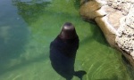 Funny Video : Der Sonnen-Rotator