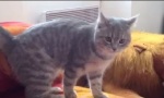 Ninja Cat