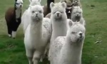 Funny Video - Sie sind unter uns