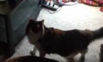 Movie : Fisch vs Katze