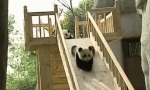 Panda-Rutsche