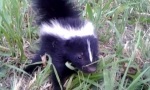 Funny Video - Kleines Baby-Stinktier