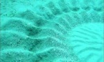 Movie : Der Architekt unter den Fischen