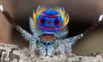 Funny Video : Peacock Spider