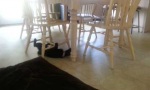 Ninja Cat Training