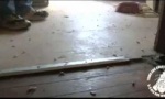 Funny Video - Kammerjäger gefragt