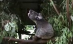 Funny Video : Koala Sound Machine