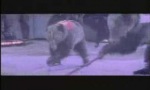 Bärisches Eishockey