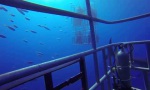 Lustiges Video - Tauchtour im Hai-Käfig