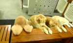 Lustiges Video - Hunde mit Tischmanieren